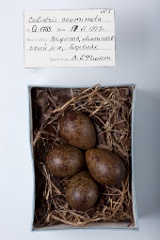 eggs_museum_Calidris_acuminata201009221232