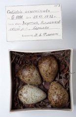eggs_museum_Calidris_acuminata201009221245