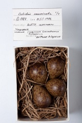 eggs_museum_Calidris_acuminata201009221249