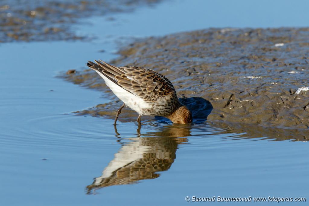PHOTOS/aves/12 CHARADRIIFORMES SCOLOPACIDAE Calidris alpina/birds