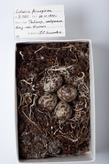 eggs_museum_Calidris_ferruginea201009211712