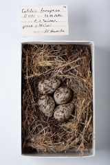 eggs_museum_Calidris_ferruginea201009211715