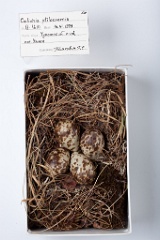 eggs_museum_Calidris_ptilocnemis201009221303