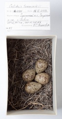 eggs_museum_Calidris_temminckii201009211652