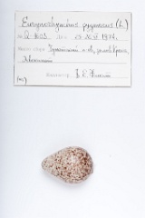 eggs_apart_Eurynorhynchus_pygmeus201009211603