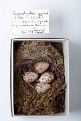 eggs_museum_Eurynorhynchus_pygmeus201009211557