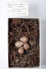 eggs_museum_Eurynorhynchus_pygmeus201009211605