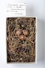 eggs_museum_Eurynorhynchus_pygmeus201009211608