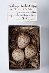 eggs_museum_Gallinago_hardwickii201009221420