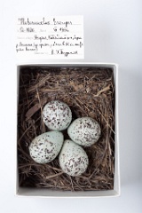 eggs_museum_Heteroscelus_brevipes201009211350
