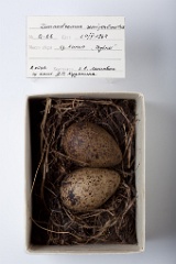 eggs_museum_Limnodromus_semipalmatus201009221616