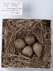 eggs_museum_Limosa_lapponica201009221646