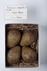 eggs_museum_Numenius_arquata201009221558