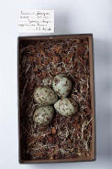 eggs_museum_Numenius_phaeopus201009221620
