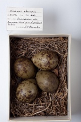 eggs_museum_Numenius_phaeopus201009221625