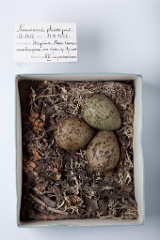 eggs_museum_Numenius_phaeopus201009221630