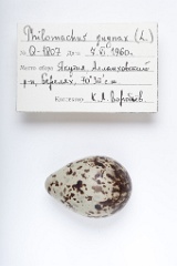 eggs_apart_Phylomachus_pugnax201009211618