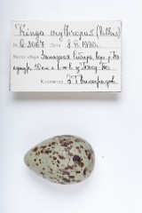 eggs_apart_Tringa_erythropus201009211434-1