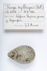 eggs_apart_Tringa_erythropus201009211444