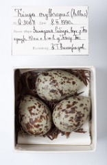eggs_museum_Tringa_erythropus201009211434