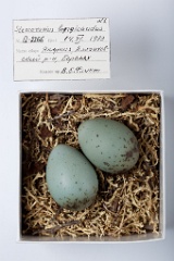 eggs_museum_Stercorarius_longicaudus201009231057