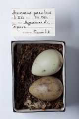 eggs_museum_Stercorarius_parasiticus201009231122