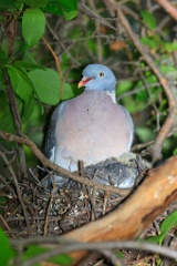nest_with_bird_Columba_palumbus201206031330