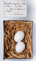 eggs_museum_Columba_rupestris201009241410