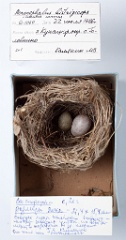 eggs_museum_Acrocephalus_bistrigiceps_Cuculus_canorus201009241519