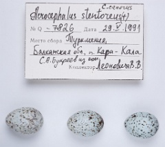 eggs_museum_Acrocephalus_stentoreus_Cuculus_canorus201010121736