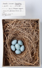 eggs_museum_Carpodacus_erythrinus_Cuculus_canorus201009241639