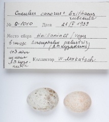 eggs_museum_Erithacus_rubecula_Cuculus_canorus201009241551