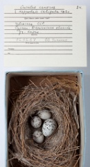 eggs_museum_Hippolais_calligata_Cuculus_canorus201009241814