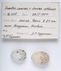 eggs_museum_Lanius_collurio_Cuculus_canorus201009241650