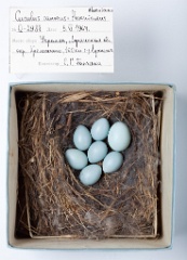 eggs_museum_Phoenicurus_phoenicurus_Cuculus_canorus201009241528