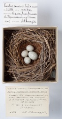 eggs_museum_Sylvia_communis_Cuculus_canorus201009241457