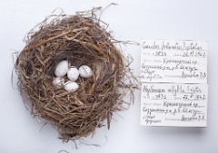 eggs_museum_Phylloscopus_collybita_Cuculus_saturatus201010121739