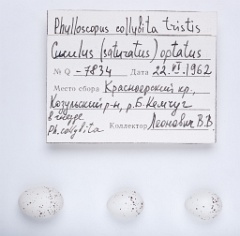 eggs_museum_Phylloscopus_collybita_Cuculus_saturatus201010121740