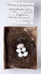 eggs_museum_Phylloscopus_trochiloides_Cuculus_saturatus201010121742