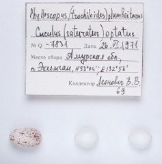 eggs_museum_Phylloscopus_trochiloides_Cuculus_saturatus201010121743