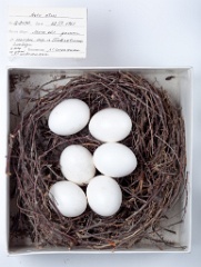 eggs_museum_Asio_otus201009271127