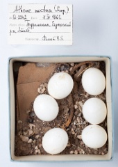 eggs_museum_Athene_noctua201009271104