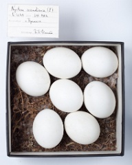 eggs_museum_Nyctea_scandiaca201009271112