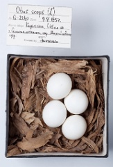 eggs_museum_Otus_scops201009271049