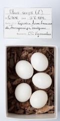 eggs_museum_Otus_scops201009271053