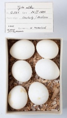 eggs_museum_Tyto_alba201009271138