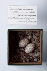 eggs_museum_Caprimulgus_europaeus201009271223