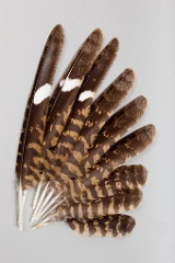 feather_bird_Caprimulgus_europaeus201002011429