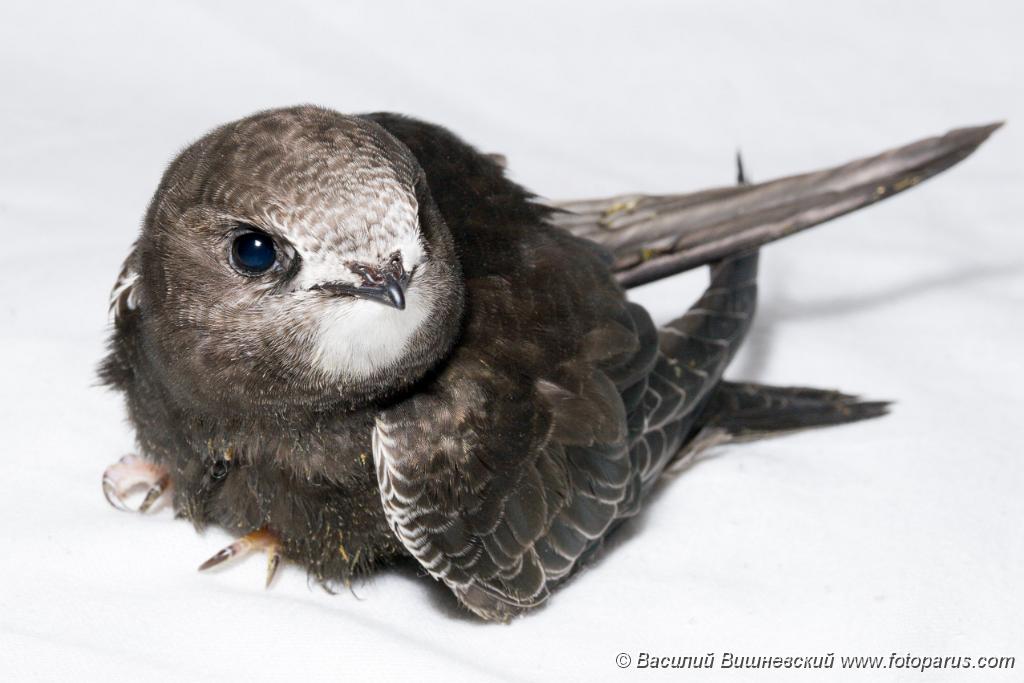 PHOTOS/aves/18 APODIFORMES APODIDAE Apus apus/bird_young_Apus