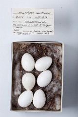 eggs_museum_Hirundapus_caudacutus201009271257